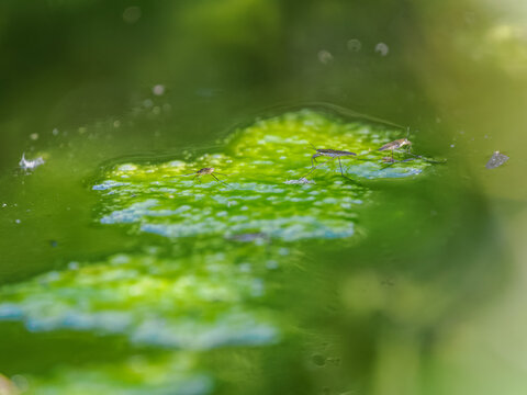 Common water strider insect on the water surface with a deposit of green slime floating on the surface.