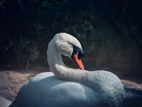 Close-up portrait of a mute swan resting with its head turned across its white plumage against a dark natural background.
