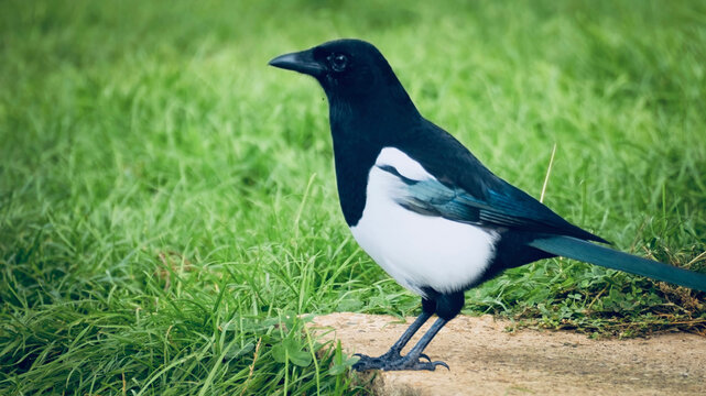 Black and white Eurasian magpie standing on a stone edge beside green grass.