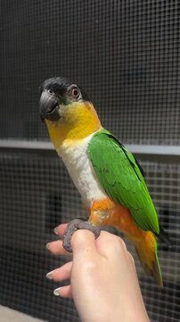 Colorful caique parrot perched gently on human hand inside indoor enclosure showing beautiful tropical plumage in video clip
