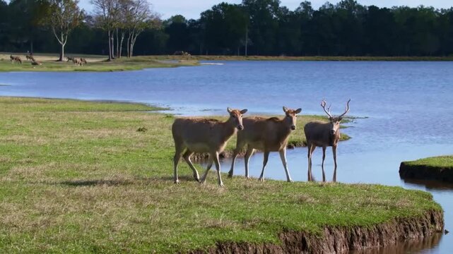 Three pre davids deer standing on the grassy bank of a calm lake in a natural wildlife habitat during a sunny day