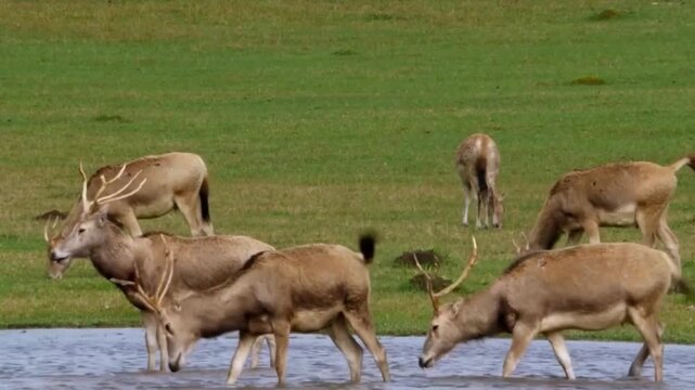 A herd of milu deer, also known as pre davids deer, grazing and drinking water in a green grassy field during the daytime