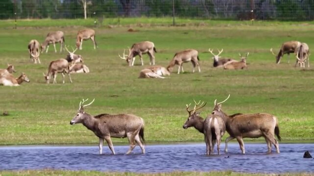 A herd of barasingha deer grazing and wading in a grassy field with a pond on a sunny day