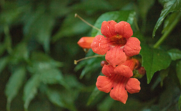 A Tecoma vine has twined around the fence. It is a Tecoma plant with red flowers. Nature background.