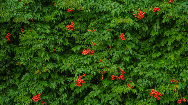 A Tecoma vine has twined around the fence. It is a Tecoma plant with red flowers. Nature background.