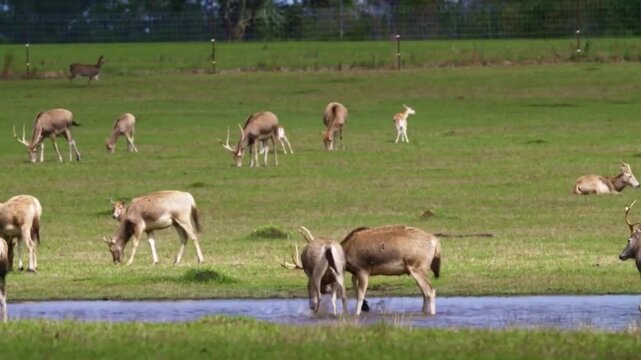 A herd of barasingha deer grazing in a grassy field with a small pond in the foreground on a sunny day