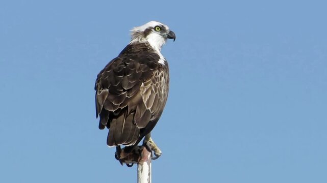 Osprey bird perched on pole