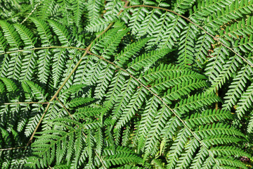 High-angle full-frame texture background of green fern fronds overlapping in a dense forest canopy © Tammy Walker