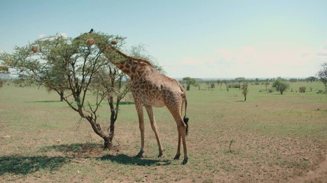 giraffe in the savannah