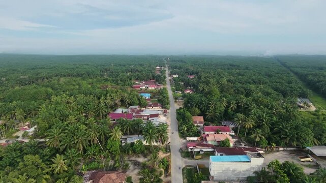 aerial view of a countryside road lined with houses and surrounded by vast palm oil plantations, showcasing a peaceful tropical rural landscape.