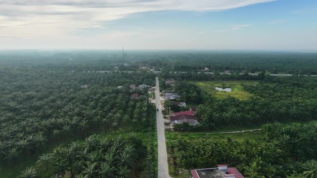Aerial view of a straight rural road surrounded by lush oil palm plantations, houses and tropical greenery stretching toward the distant horizon.