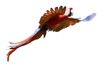 Beautiful colorful scarlet macaw parrot flying with open wings isolated on transparent background © Sven Taubert
