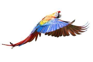 Beautiful colorful scarlet macaw parrot flying with open wings isolated on transparent background © Sven Taubert
