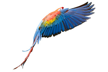Beautiful colorful scarlet macaw parrot flying with open wings isolated on transparent background © Sven Taubert