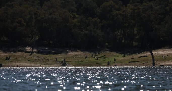 A pelican bird glides across the sparkling waters surface before the tree-lined shores of a freshwater dam system in the south-western region of New South Wales, Australia. Captured in slow motion.