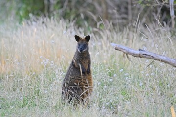 Watchful swamp wallaby (wallabia bicolor), at dusk, Rhyll Inlet Walk, Phillip Island, Victoria, Australia © James