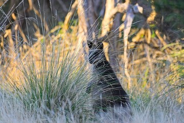 A swamp wallaby (wallabia bicolor) watches closely as it hides behind a clump of native grass on the Rhyll Inlet Walk, Phillip Island, Victoria, Australia © James