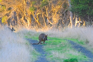 A swamp wallaby (wallabia bicolor), wanders on the a walking path on the Rhyll Inlet Walk, Phillip Island, Victoria, Australia © James