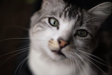 Gray and white cat portrait © nobito_gt