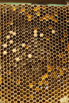 Honeycomb texture in Guatemala. Taken during a visit to native Guatemalan stingless bees beehives such as Tetragonisca angustula