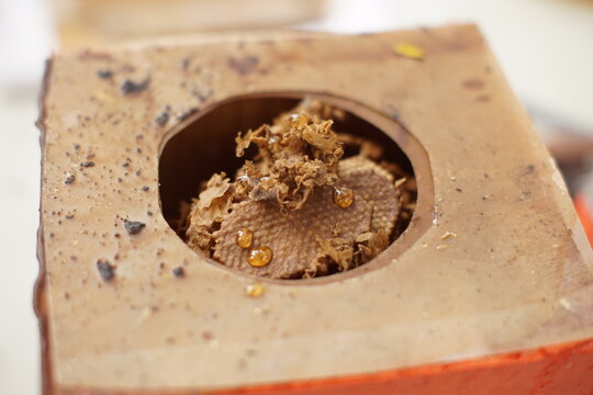 Wooden beehive entrance in Guatemala. Taken during a visit to native Guatemalan stingless bees beehives such as Tetragonisca angustula