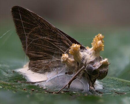 Side View Macro of Infected Moth Covered by Entomopathogenic Cordyceps Fungus on Leaf, Costa Rica