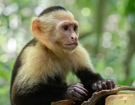 Close Up Portrait of a White-faced Capuchin Monkey in Tropical Rainforest, Costa Rica
