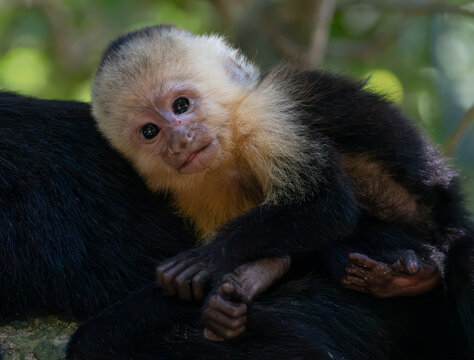 Adorable Baby White-faced Capuchin Monkey Clinging to Mother in Tropical Rainforest, Costa Rica