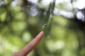 針葉樹の葉先に輝く水滴とそっと伸ばされた指先 Glowing raindrop on a needle leaf and a finger gently reaching out © Takuya Y.