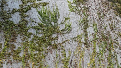 Ivy Vines Growing on Gray Concrete Wall © LEJ