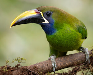Emerald Toucanet (Aulacorhynchus prasinus) Perched Close Up in Costa Rica © Andres Espinoza 