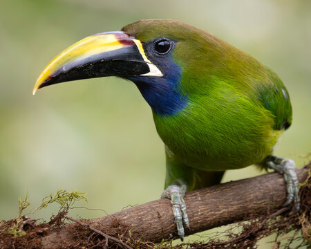 Emerald Toucanet (Aulacorhynchus prasinus) Perched Close Up in Costa Rica