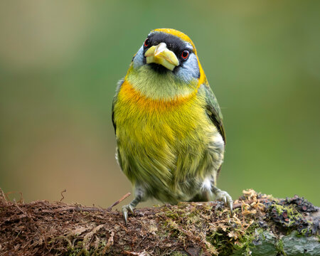 Female Red-headed Barbet (Eubucco bourcierii) Perched on Mossy Branch