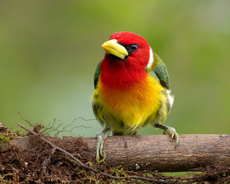 Male Red-headed Barbet (Eubucco bourcierii) Perched on Branch
