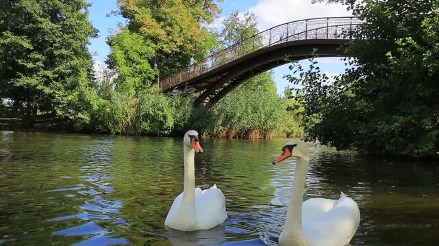 Swans swimming in Mezhyhirya park