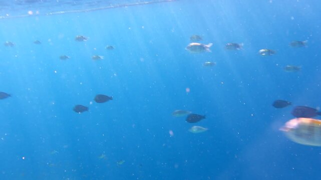Sergeant major fish swimming in Sharm El Sheikh