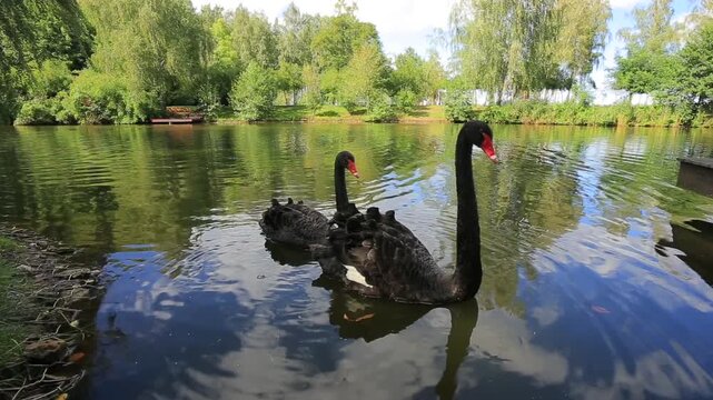 Black swans swimming in Mezhyhirya