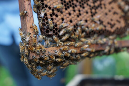 Honeybees on natural hive comb