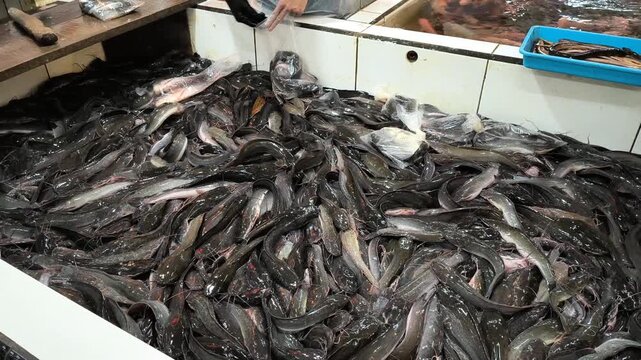 A market worker wearing gloves sorting through a massive swarm of live freshwater catfish in a large white container