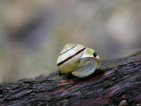 A snail with a striped shell is crawling on a textured, dark brown surface.