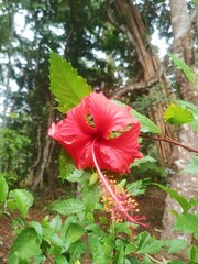 red hibiscus flower © NASRIL HAPID