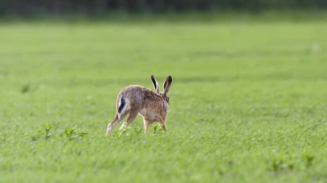 European hare running through a green meadow