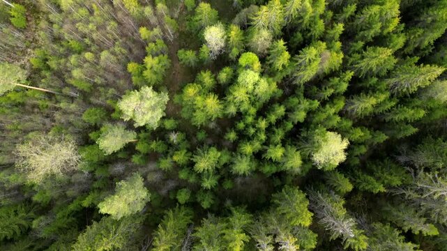 Aerial view of a dense green forest