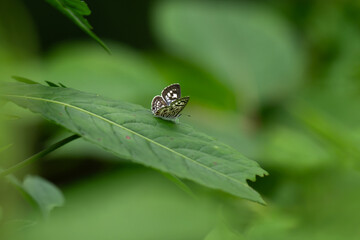 An Apefly butterfly perched on a vibrant tropical leaf, showing intricate underside patterns and dark white s*potted wings in the wild. Set against blurred lush green background. © siva