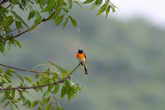 A male Orange Minivet perched in alert profile upon an angled branch of neem tree. The background is blurred with lush green and tree leaves. 