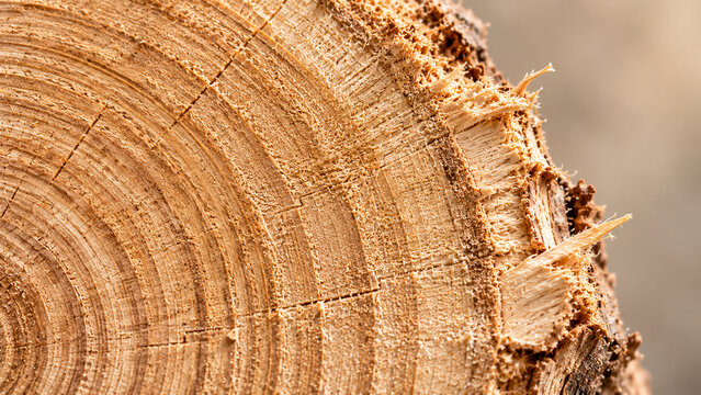 Fresh Cut Wood Cross Section with Growth Rings and Rough Fibers