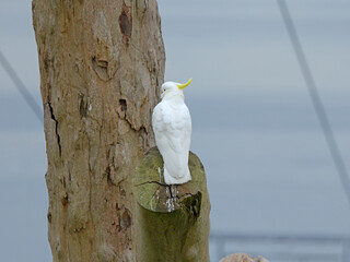 Sulphur Crested Cockatoo Perched on Tree Trunk Against Overcast Sky © blueringmedia