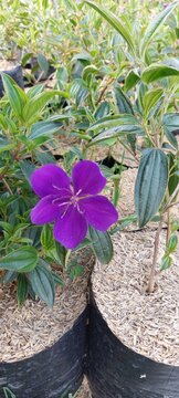 The Tibouchina flower (often referred to as purple *senggani*, *harendong*, or princess flower) features bright purple petals and distinctive stamens.