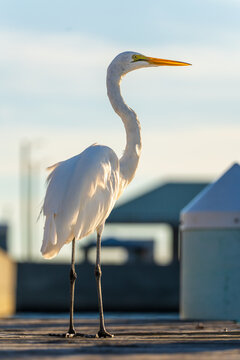 Great egret standing tall on a wooden dock in sunlight