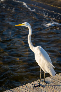 Great egret standing on wooden dock by water